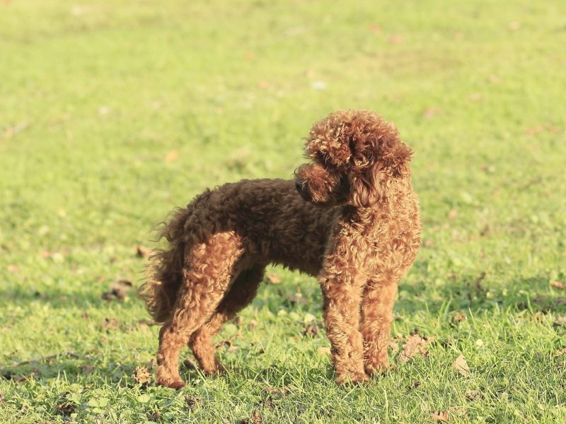 Tierheim Gelsenkirchen gab Hund ab – zwei Jahre später kam Post aus der Schweiz