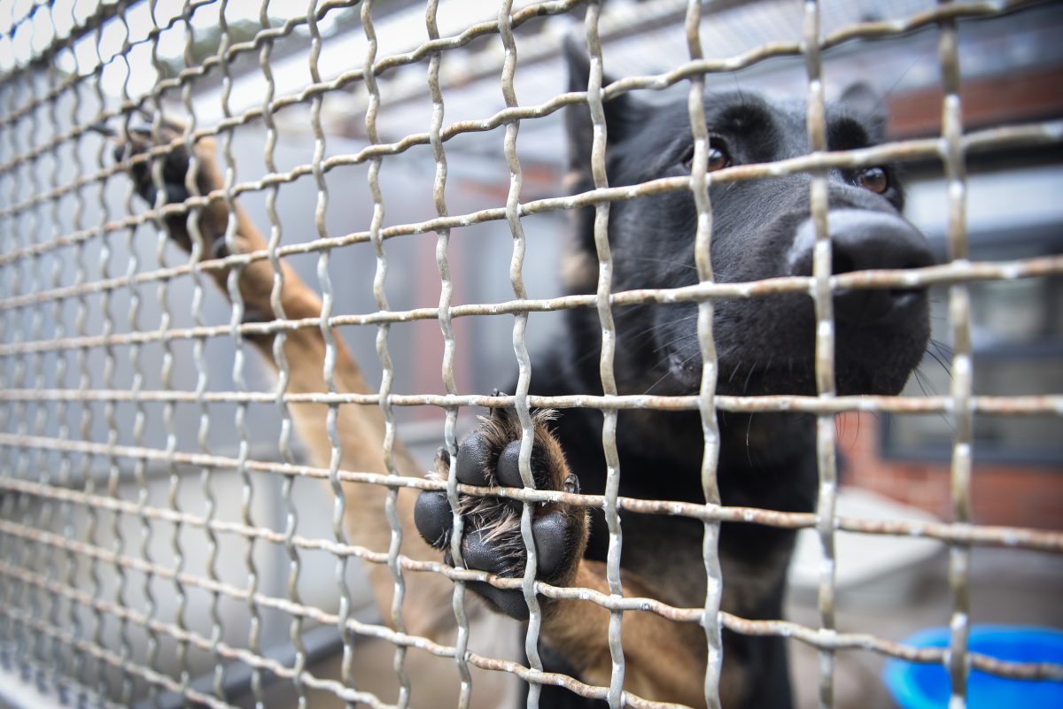 Ein Tierheim in NRW konnte sich über eine große Spende freuen. (Symbolfoto)