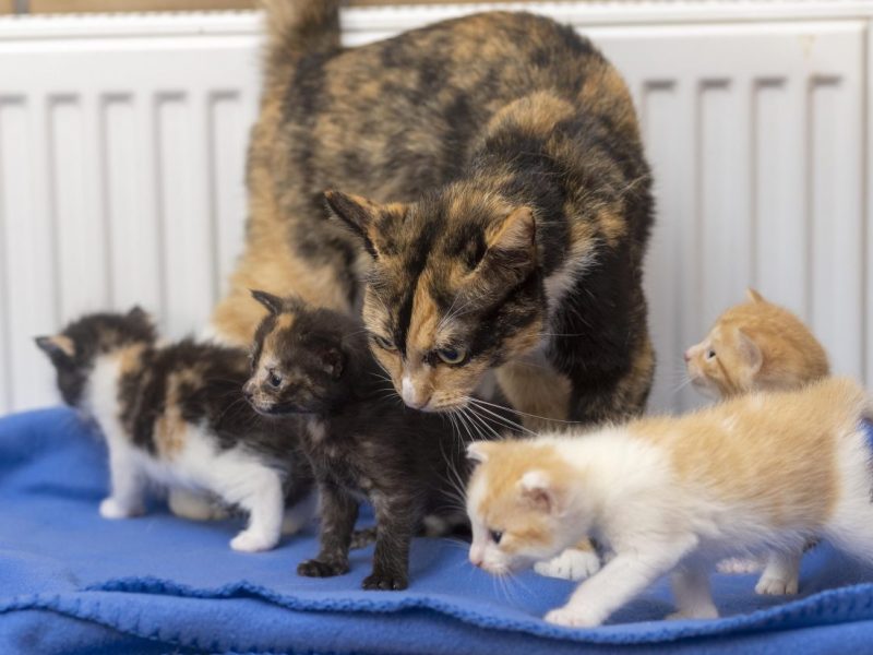 Tierheim in NRW muss über 155 Tiere retten – „Gelähmt, schockiert, den Tränen nah“