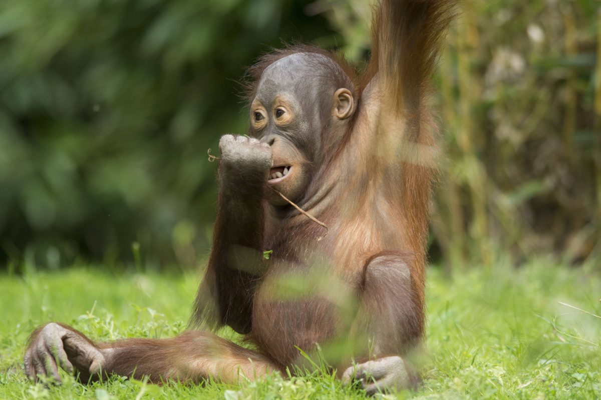 Allwetterzoo Münster Orang-Utan