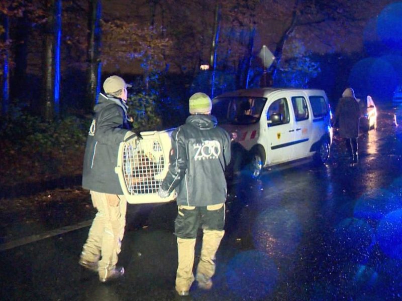 Zoo Dortmund: Ausgebrochener Panda „Chenpo“ eingefangen – Tierärztin feuerte Betäubungspfeil ab