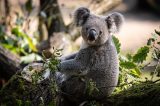 Zoo Duisburg in tiefer Trauer nach drei Todesfällen.