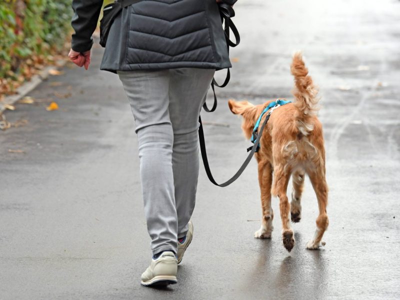 Bußgeld: Hunde-Halter wissen nichts von dieser Regel – für sie könnte es richtig teuer werden