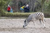 Zebra im Zoo Duisburg