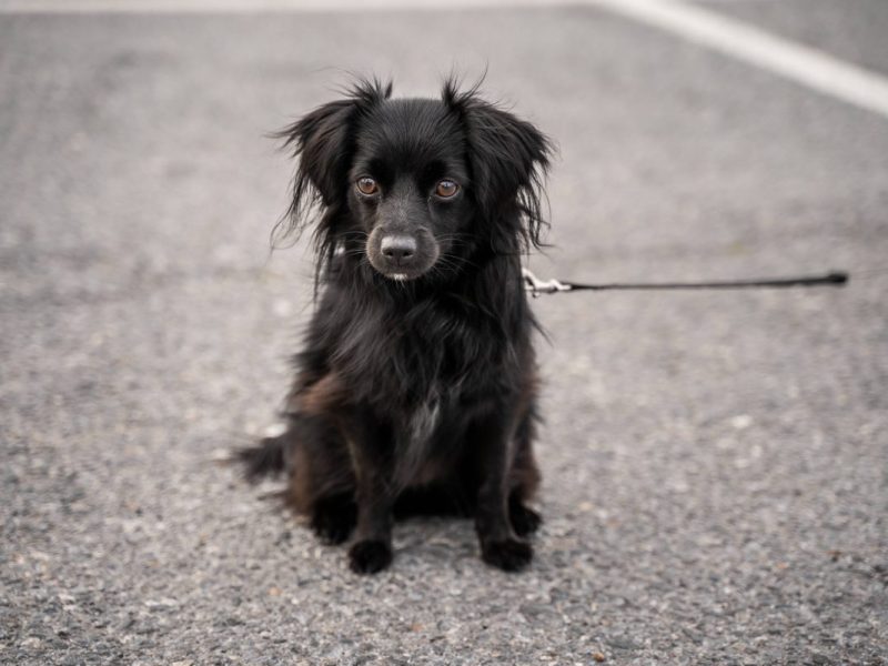 Gelsenkirchen: Hund mitten auf Fahrbahn aufgelesen – „Was sind das für Menschen?“