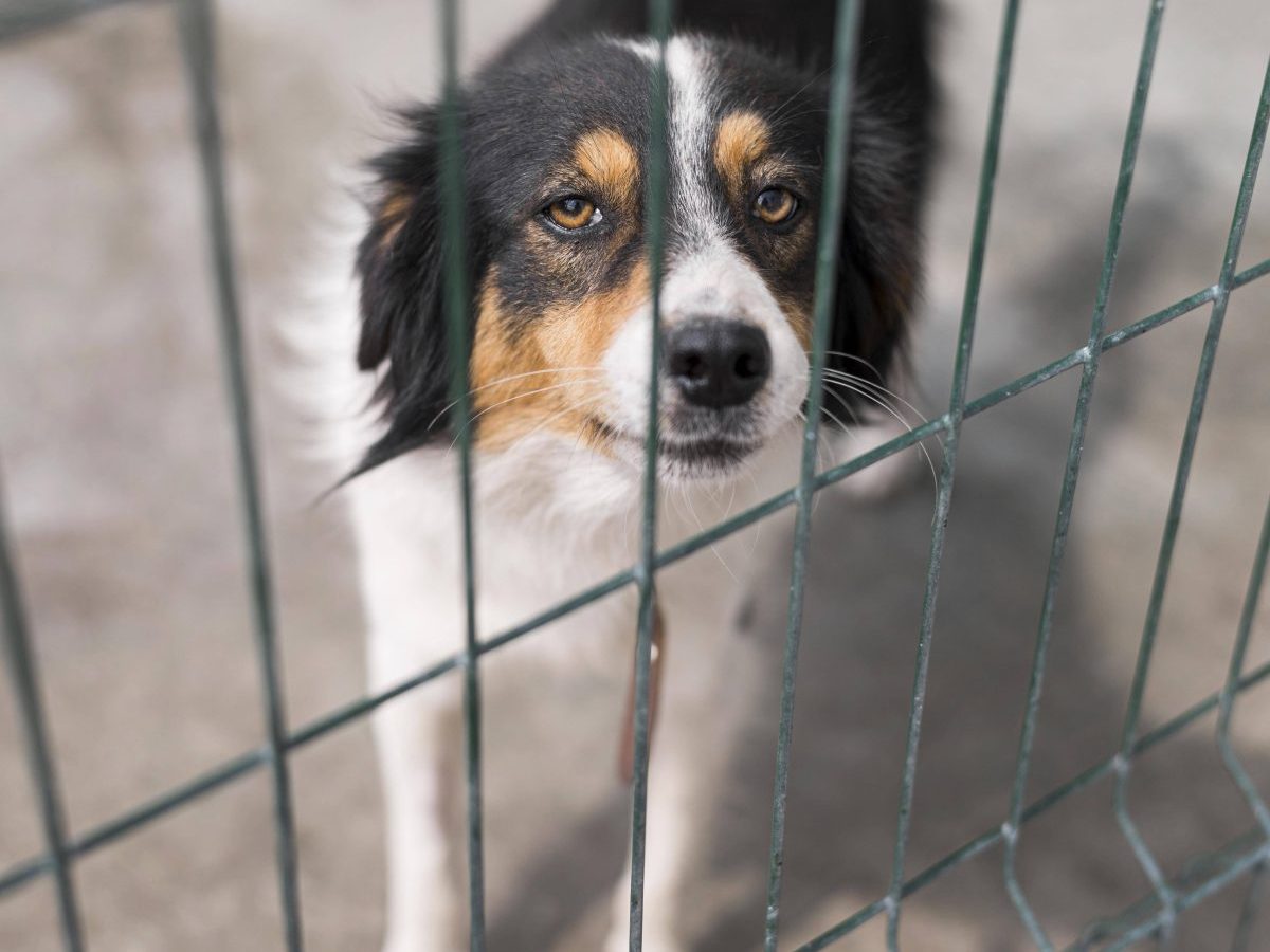 Hund in Tierheim guckt traurig durch Zaun