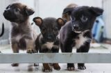 Sechs Welpen landeten in einem NRW-Tierheim. (Symbolfoto)