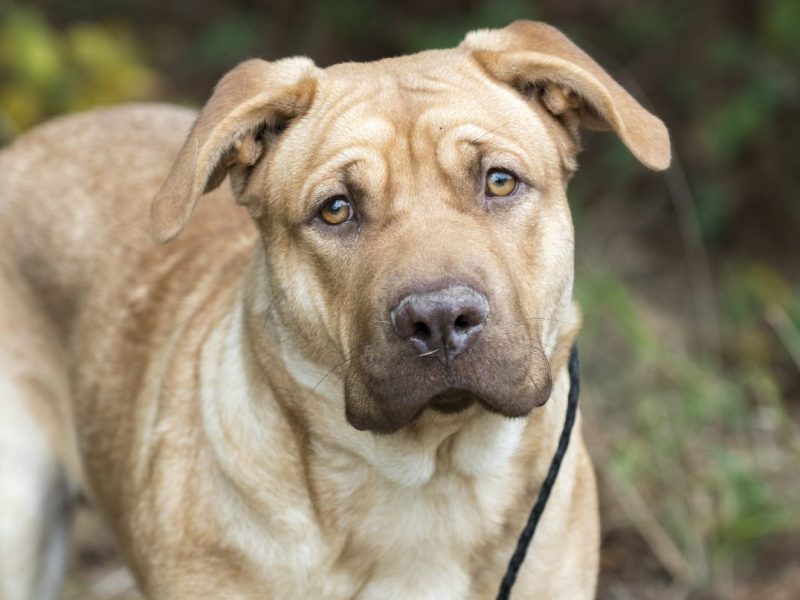 Hund in NRW leidet Höllenqualen – Tierheim verzweifelt! „Belastet uns“