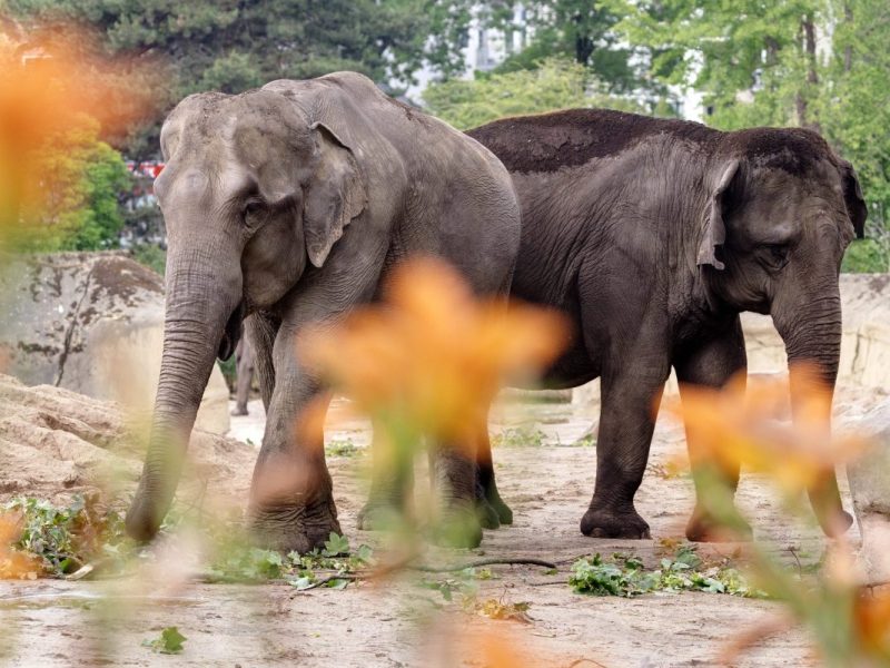 Zoo in NRW griff zu drastischen Mitteln – irre Bilder im Gehege