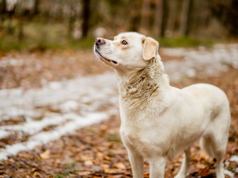 Tierheim NRW: Hund â€žaus der HÃ¶lleâ€œ â€“ Pfleger mÃ¼ssen heftig schlucken!