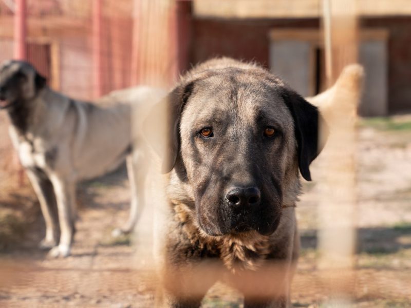 NRW-Tierheim vermittelt Hund nach sieben Jahren – kurz vor Weihnachten steht er wieder vor der Tür