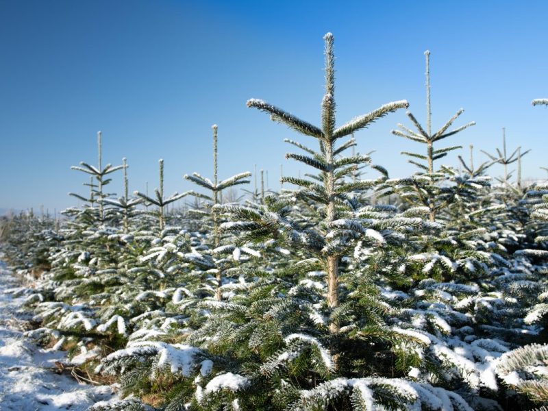 Wetter in NRW: Schnee-Hammer zu Heiligabend – „Kommt einiges zusammen“