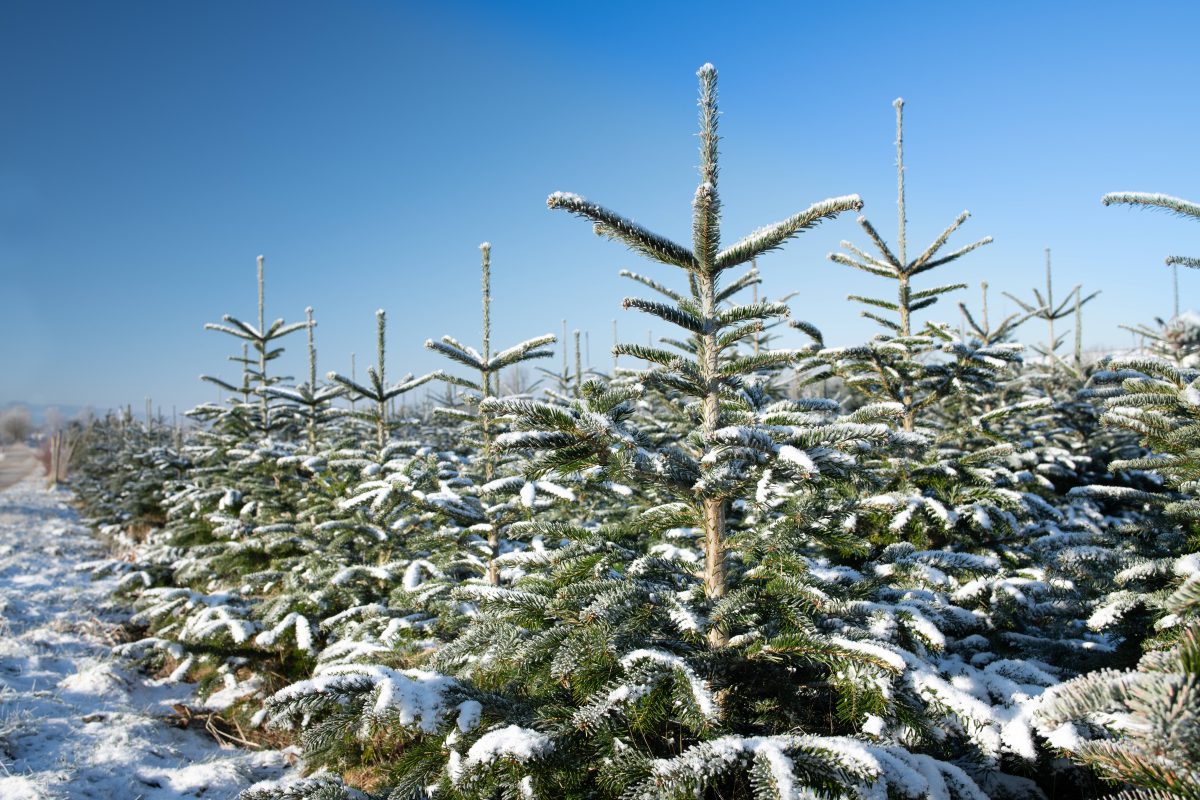 Schnee an Weihnachten