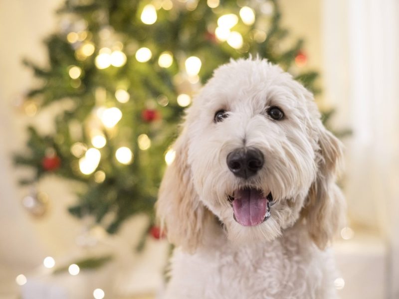 Tierheim Essen macht bei Vermittlungsstopp an Weihnachten nicht mit – „Wäre Quatsch“