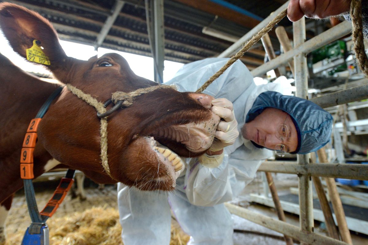 nrw-seuchen-ausbruch-mit-blen-folgen-landwirte-schlagen-alarm