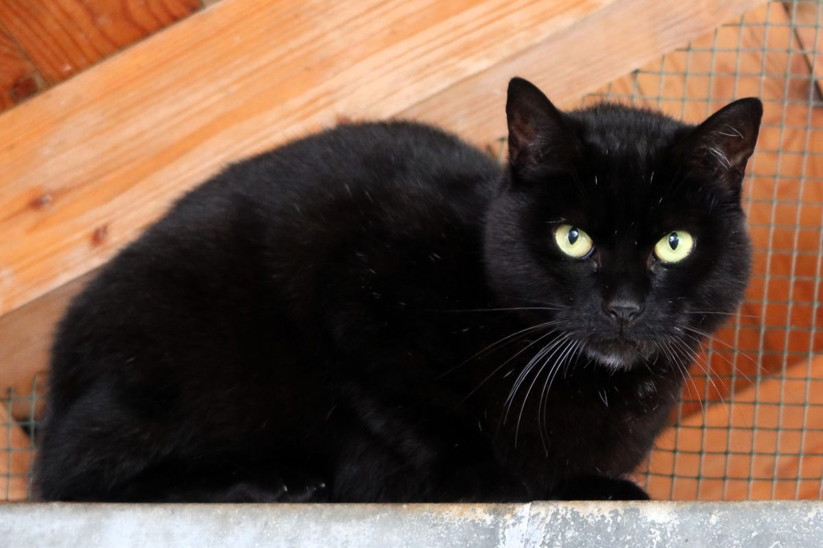 News Image for Rückkehr von Katze Mutter ins Tierheim Köln Zollstock nach anderthalb Jahren