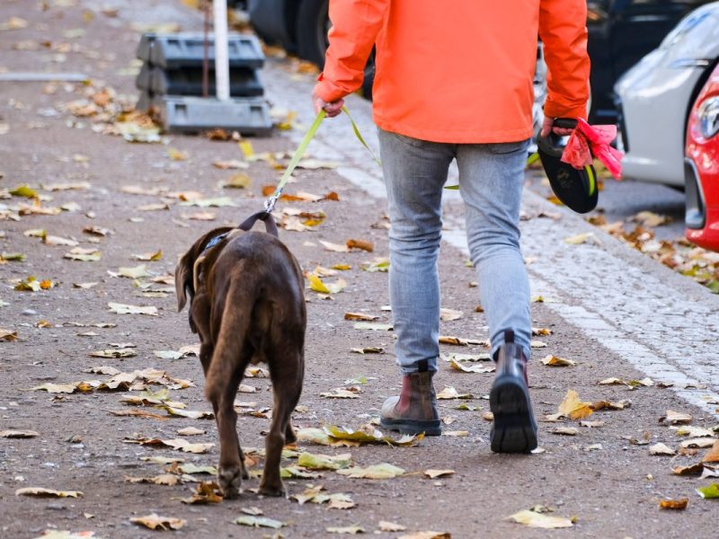 BuÃŸgeld: Halter gehen mit Hund spazieren â€“ kurze Zeit spÃ¤ter kriegen sie Ã¼ble Post