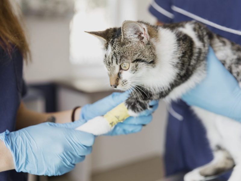 Essener bringt verletzte Katze ins Tierheim â€“ was dann passiert, versetzt Mitarbeiter in Rage