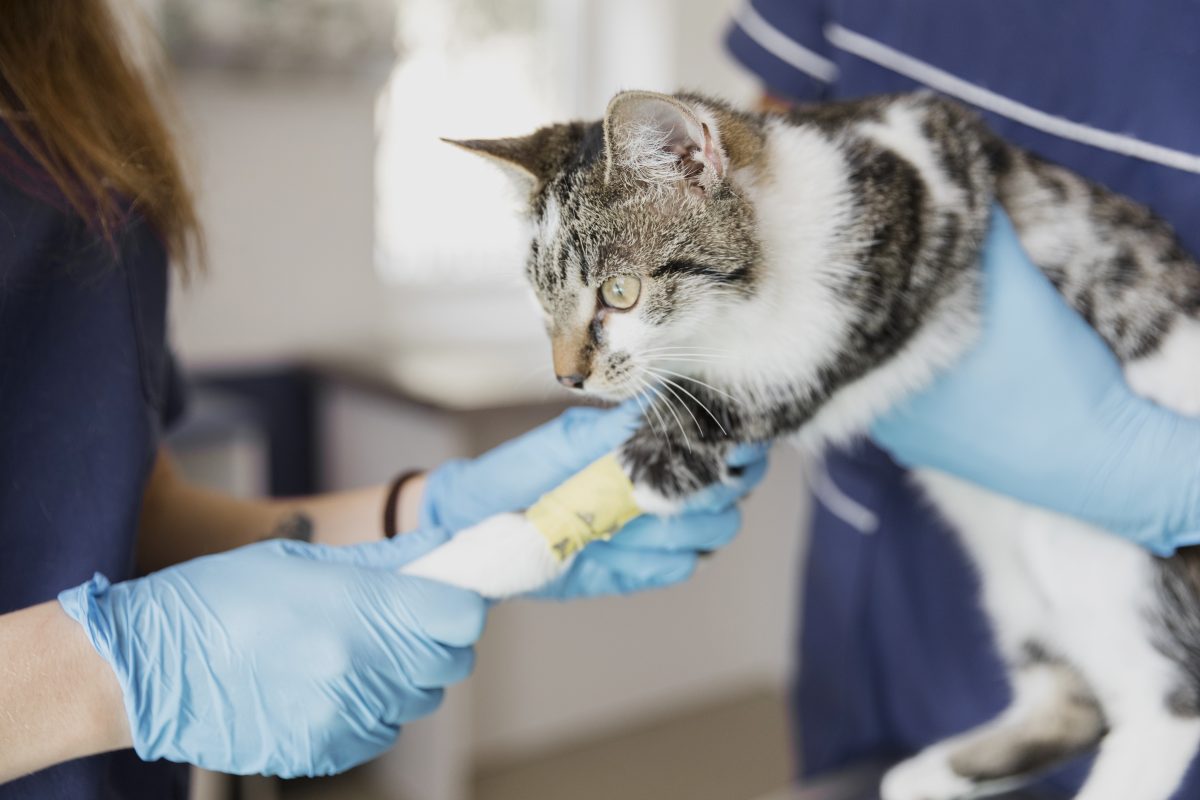 Essener bringt verletzte Katze ins Tierheim – was dann passiert, versetzt Mitarbeiter in Rage