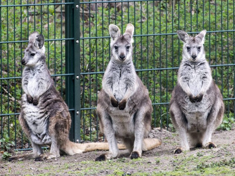 Zoo Duisburg: Pfleger schauen Känguru in den Beutel – und erleben eine zuckersüße Überraschung