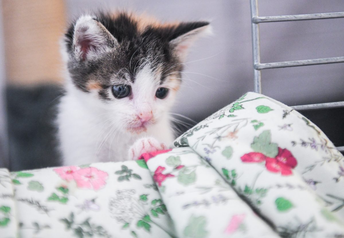 Katzen-Baby im Tierheim