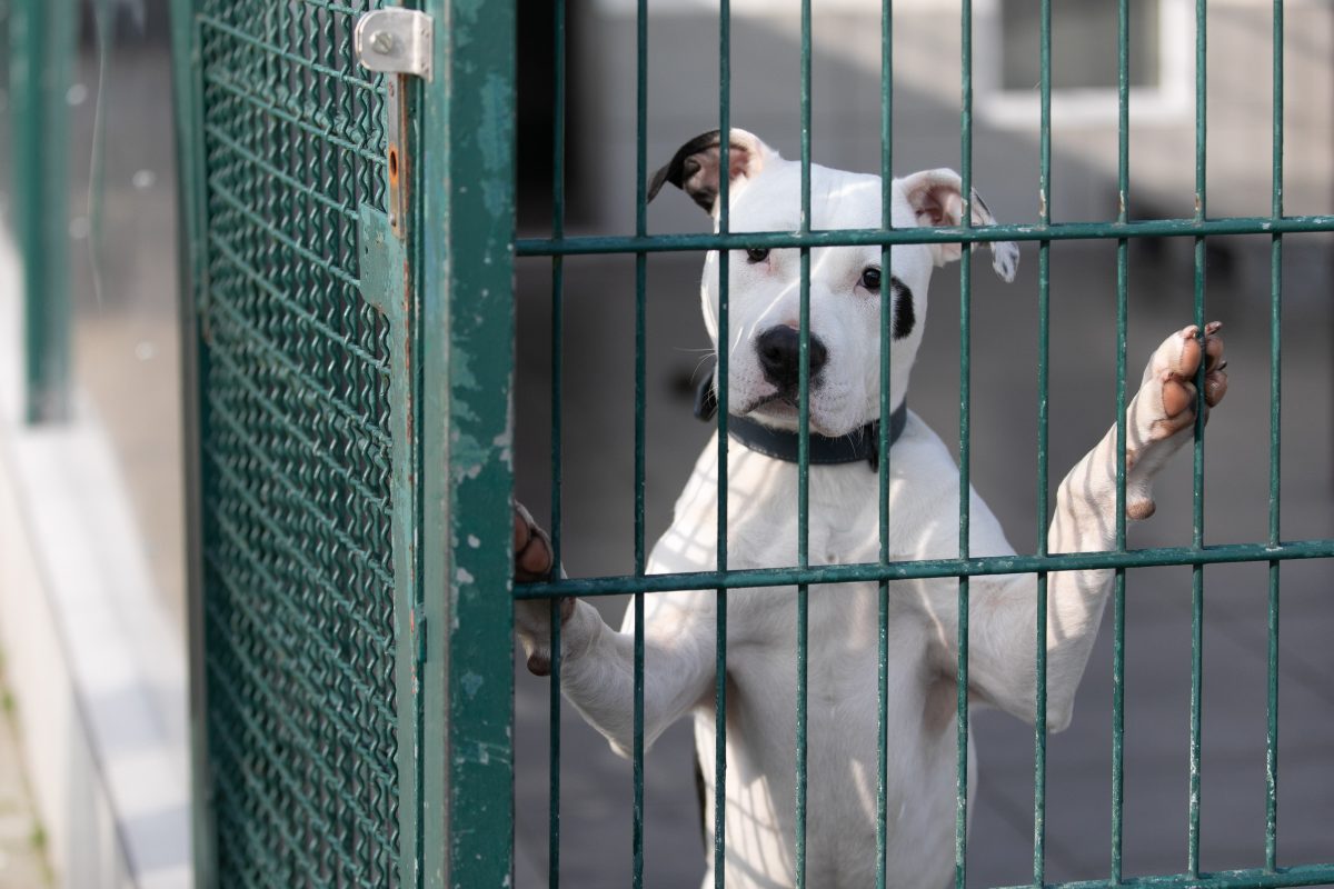 Tierheim im Ruhrgebiet: Plötzlich steht ein Junge (10) vor der Tür – Mitarbeiter zu Tränen gerührt