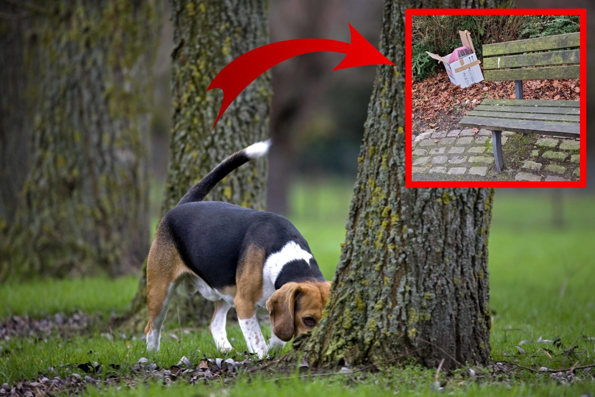 Hund schnüffelt auf Spaziergang an Karton – Inhalt erschüttert Tierheim Essen