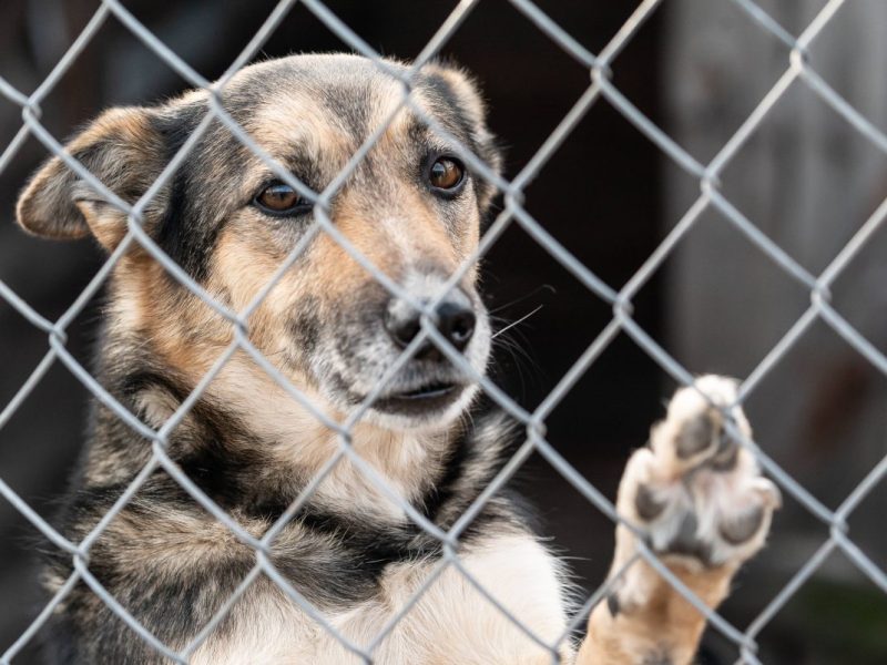 NRW-Tierheim zeigt leidenden Hund zu Silvester – „Einfach nur schlimm“