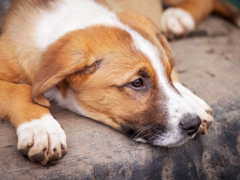 Hund auf Parkplatz in NRW zurÃ¼ckgelassen â€“ erschÃ¼tternde Szenen machen Tierheim â€žfassungslosâ€œ