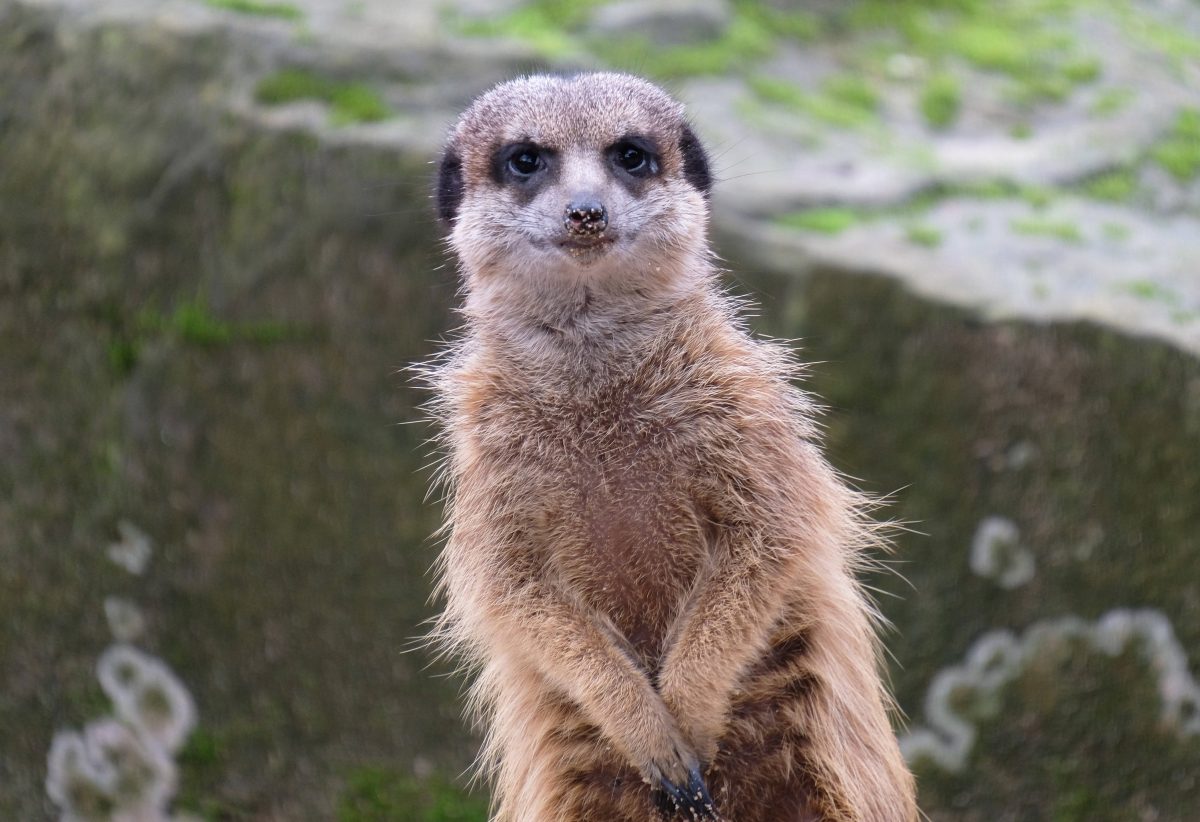 Zoos in NRW mit unglaublichen Szenen.