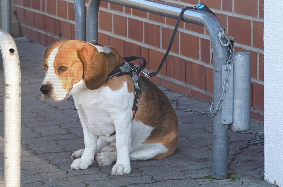 Hund-vor-Rewe-in-NRW-angeleint-als-Frauchen-zur-ckkehrt-trifft-sie-der-Schlag