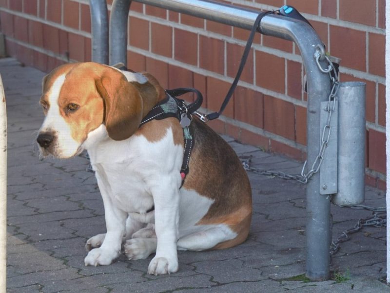 Hund vor Rewe in NRW angeleint – als Frauchen zurückkehrt, trifft sie der Schlag