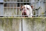 Das Tierheim Bochum hat eine Meldung von einem ehemaligen Bewohner bekommen. (Symbolfoto)