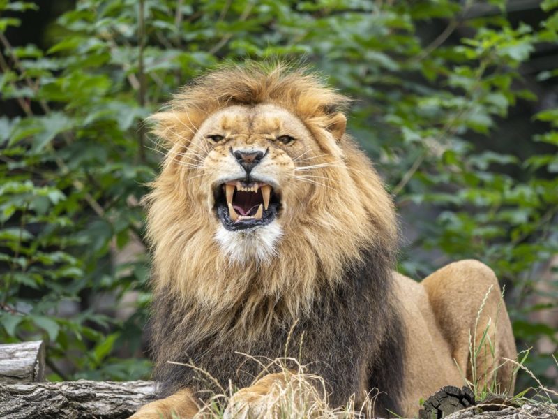 Zoo Duisburg Ã¶ffnet abends Tore â€“ was dann passiert, ist nichts fÃ¼r Kinder