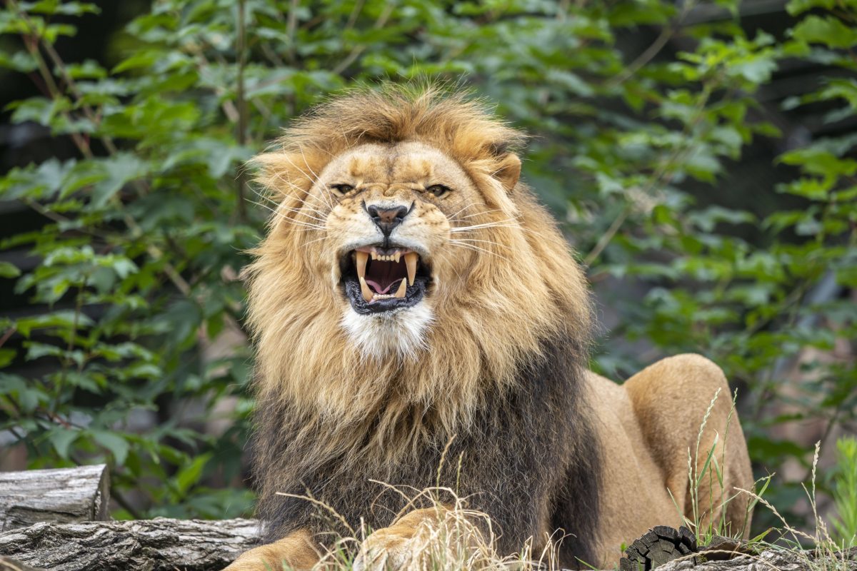 Zoo Duisburg öffnet abends Tore – was dann passiert, ist nichts für Kinder