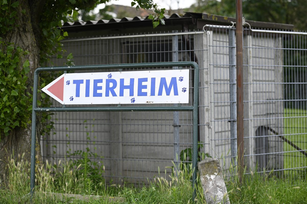 Das Tierheim in Moers ist eines von vielen Tierheimen in NRW. Was ihre Kollegen in Bergheim erlebten, rÃ¼hrt zu TrÃ¤nen.