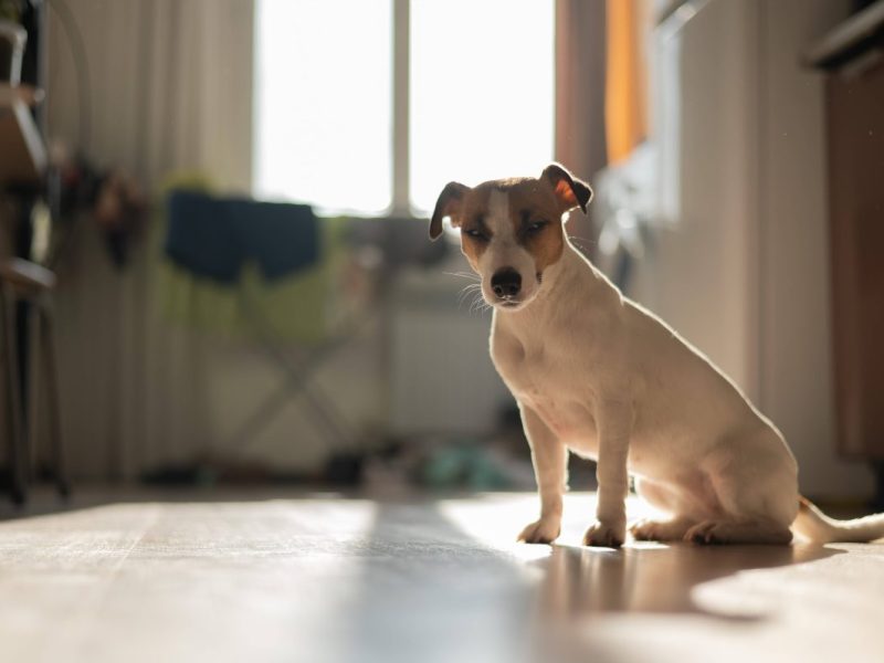 Hund leidet im Tierheim Essen – Mitarbeiter stehen vor einem Rätsel