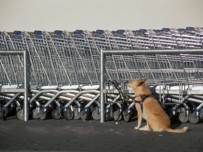 Hund vor Supermarkt in NRW angeleint â€“ es ist der Anfang vom Ende