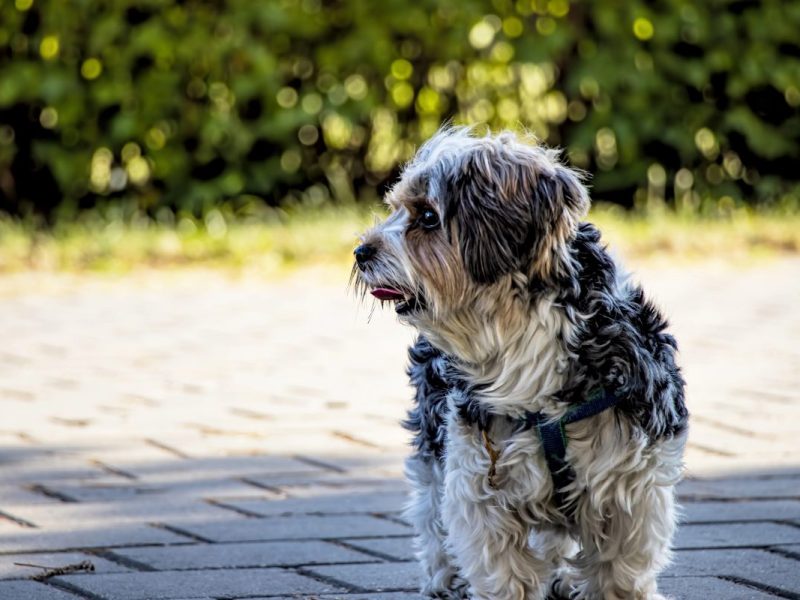 NRW-Tierheim vermittelt Hund â€“ ein Jahr spÃ¤ter passiert es