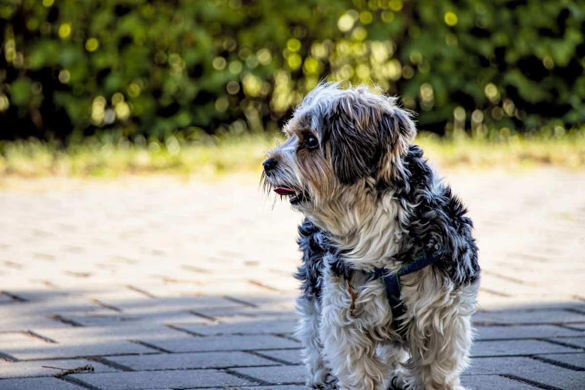 NRW-Tierheim vermittelt Hund – ein Jahr später passiert es