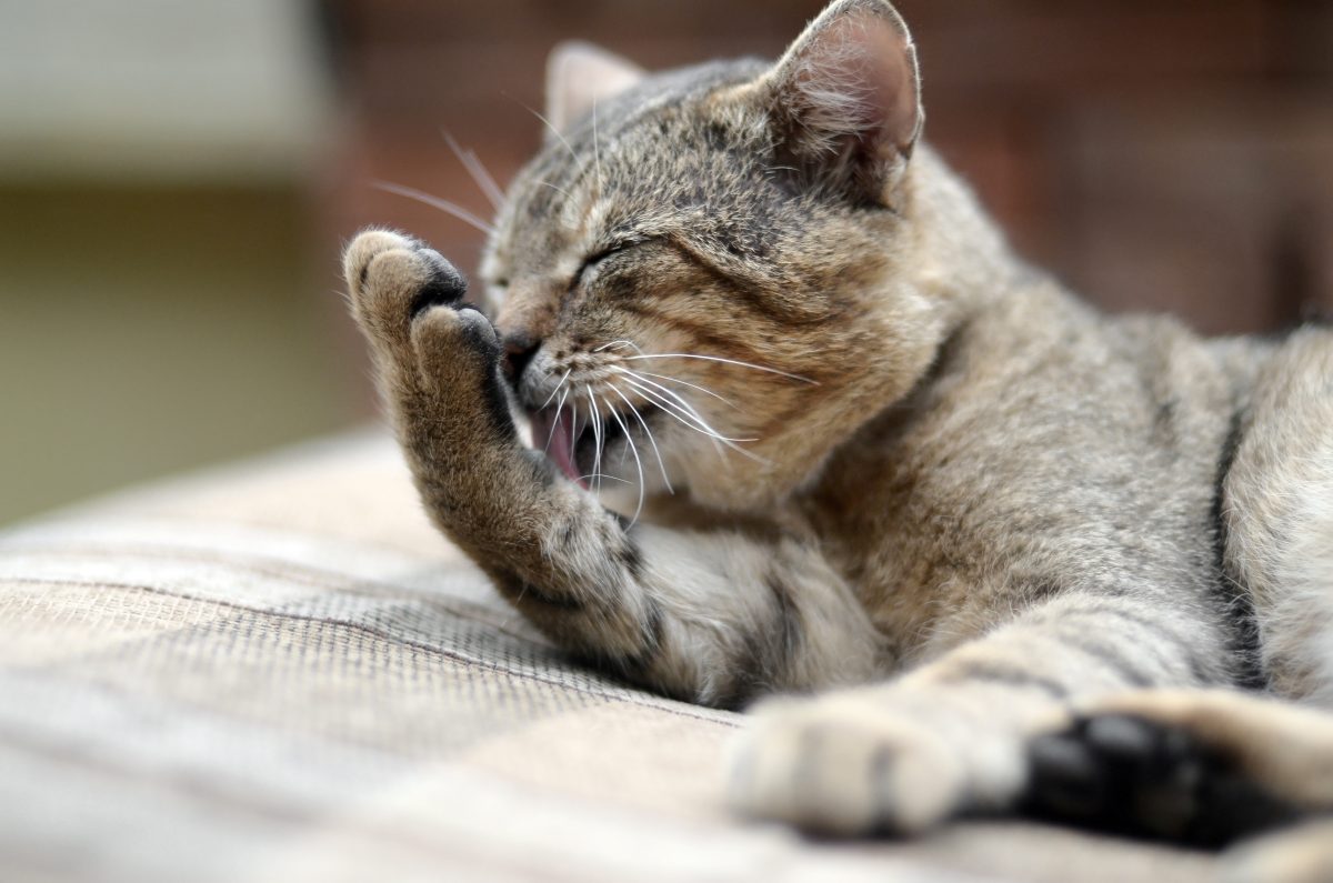 Katze-in-NRW-Tierheim-hat-dicke-Beule-am-Bauch-R-ntgenbilder-zeigen-Unglaubliches