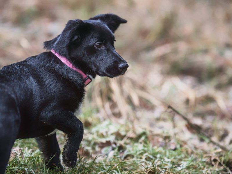 Tierheim in NRW vermittelt Hund nach Belgien â€“ sechs Jahre spÃ¤ter gibt es Post