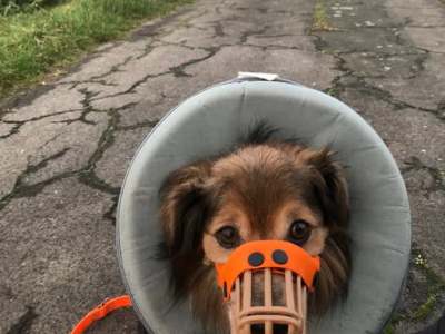 Tierheim in NRW: Problemhund wird zum Notfall – Mitarbeiter kommen an ihre Grenzen