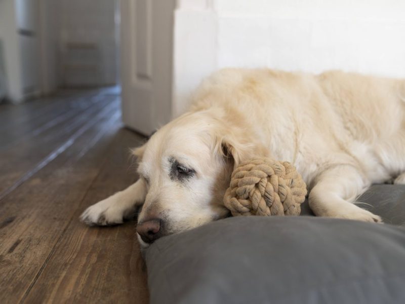 Tierheim Essen: Hunde-Video sorgt fÃ¼r Wirbel â€“ jetzt sprechen Mitarbeiter Klartext