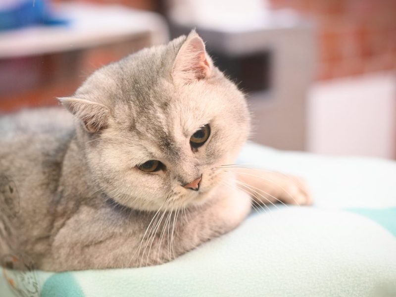 Tierheim Essen vermittelt zwei Katzen – ein Jahr später gibt es Post