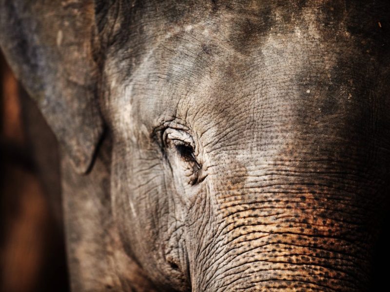 Gefährliche Tierseuche treibt ihr Unwesen – für Zoo-Besucher ist es hier nicht mehr zu übersehen