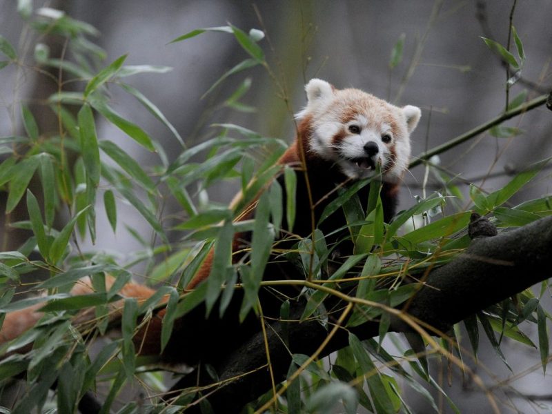 Zoo Dortmund: Panda seit Ausbruch aus dem Gehege nicht mehr gesehen â€“ jetzt gibt es Neuigkeiten