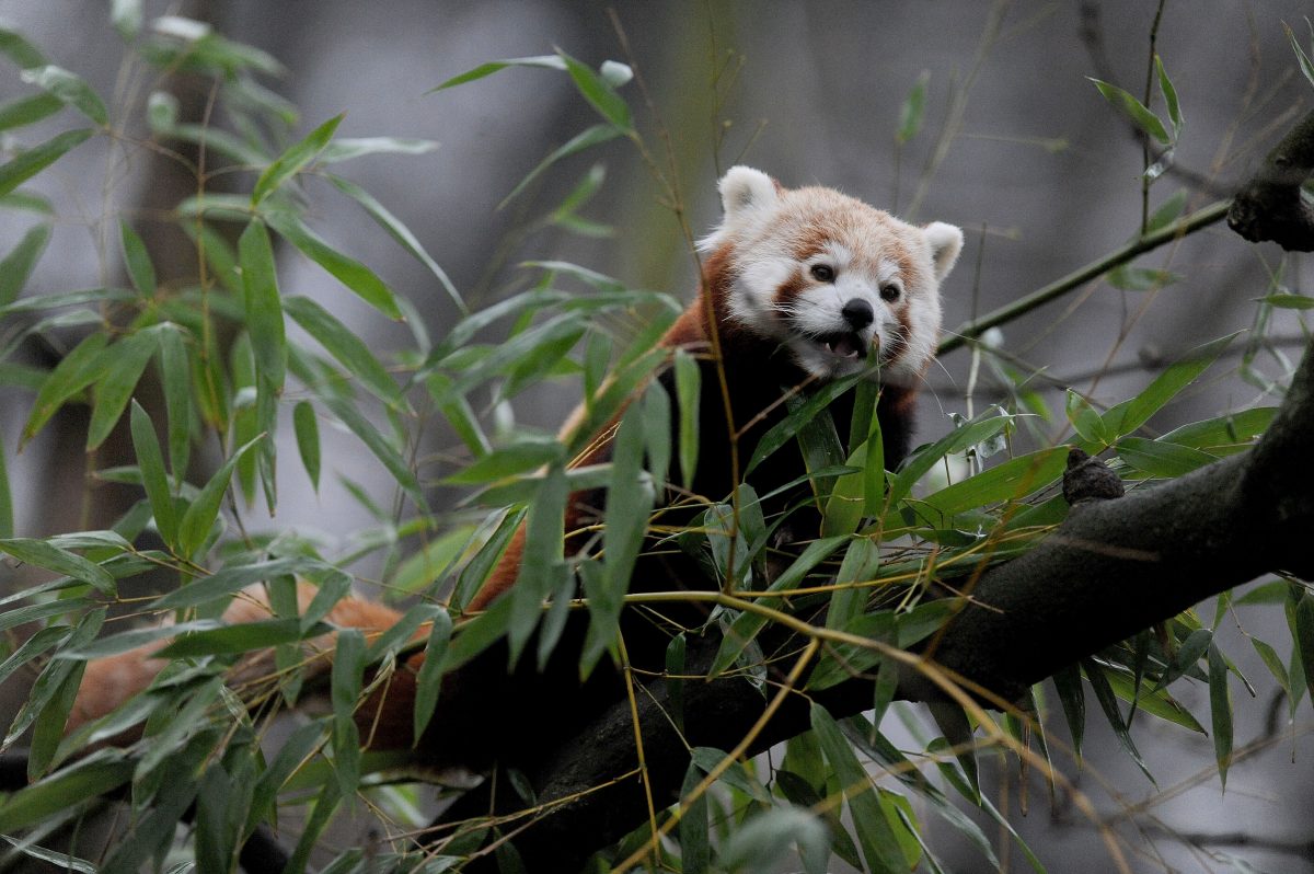 Zoo Dortmund Panda