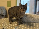 Kater Didi Tierheim Bochum