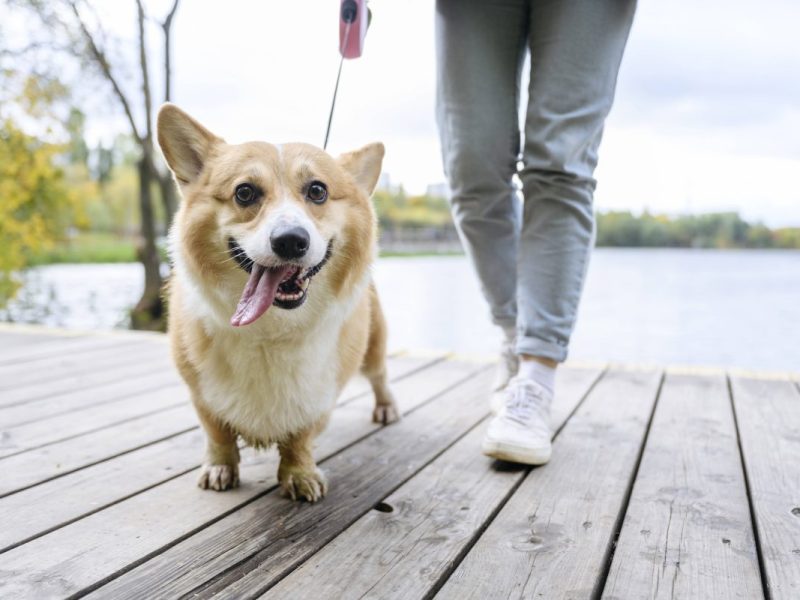 Hunde-Alarm in Duisburg: TÃ¶dliche Gefahr breitet sich aus